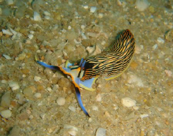 ROYAL CERBERILLA
family: AEOLIDIIDAE
undescribed specie... by Rory Ferguson 